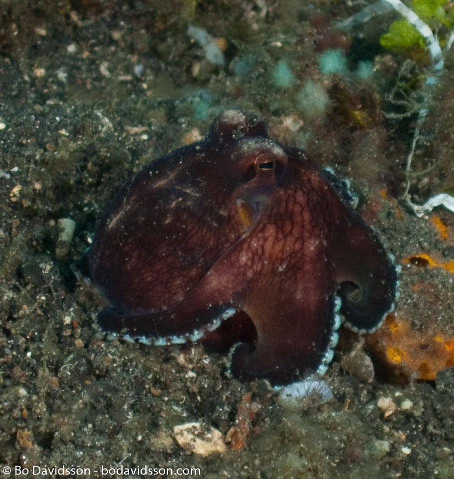 BD-090925-Lembeh-9253893-Amphioctopus-marginatus-(Iw-Takia-1964)-[Coconut-octopus].jpg